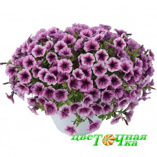 Петуния Littletunia Pink Splash