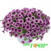Петуния Littletunia Pink Splash