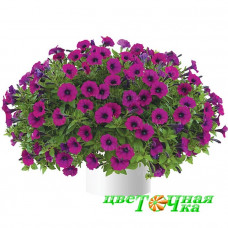 Петуния Littletunia Shiraz