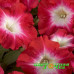 Петуния многоцветковая Celebrity Red Morn