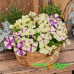Петуния многоцветковая Shake Grapeberry