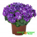 Петуния Origami Lavender Touch Петуния Origami Lavender Touch