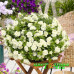 Петуния Origami White Петуния Origami White