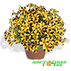 Петуния Ray Sunflower