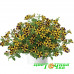 Петуния Ray Sunflower Петуния Ray Sunflower