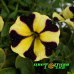 Петуния Ray Sunflower Петуния Ray Sunflower