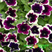 Петуния Cascadias Rim Magenta