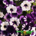Петуния Shock Wave Purple Tie Dye