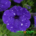 Петуния Splash Dance Bolero Blue Петуния Splash Dance Bolero Blue