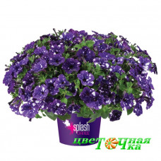Петуния Splash Dance Bolero Blue