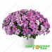 Петуния Splash Dance Fuchsia Flamenco