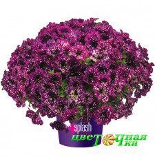 Петуния Splash Dance Magenta Mambo
