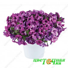 Петуния Splash Dance Purple Polka