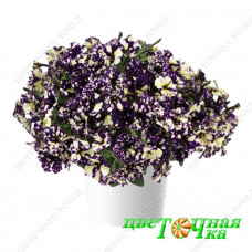 Петуния Splash Dance Violet Vogue