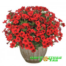 Петуния Surfinia Table Dark Red