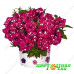 Петуния Surprise Sparkling Cardinal