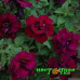 Петуния Sweet Sunshine Burgundy