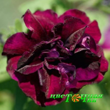 Петуния Sweet Sunshine Burgundy