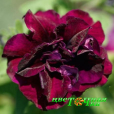 Петуния Sweet Sunshine Burgundy