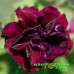 Петуния Sweet Sunshine Burgundy