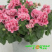 Петуния Sweet Sunshine Compact Pink Red Veins