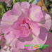 Петуния Sweet Sunshine Light Pink