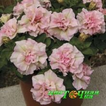 Петуния Sweet Sunshine Light Pink