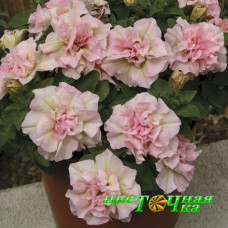 Петуния Sweet Sunshine Light Pink