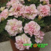 Петуния Sweet Sunshine Light Pink