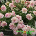 Петуния Sweet Sunshine Light Pink