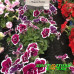Петуния Sweet Sunshine Magenta Picotee
