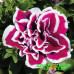 Петуния Sweet Sunshine Magenta Picotee