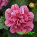 Петуния Sweet Sunshine Compact Pink Red Veins