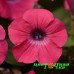 Петуния Tidal Wave Hot Pink