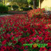Петуния Tidal Wave Red Velour