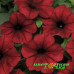 Петуния Tidal Wave Red Velour