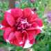 Петуния Tumbelina Cherry Ripple