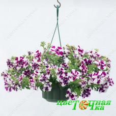Петуния Tumbelina Damson Ripple