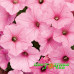 Петуния Supertunia Vista Bubblegum