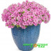 Петуния Supertunia Vista Bubblegum