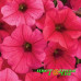 Петуния Supertunia Vista Paradise