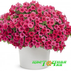 Петуния Supertunia Vista Paradise