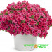 Петуния Supertunia Vista Paradise