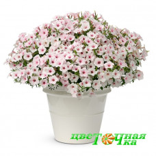 Петуния Supertunia Vista Silverberry