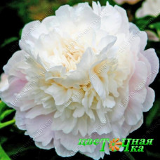 Пион Camelia White
