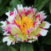 Пион разноцветный Crazy Daisy