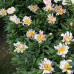 Пион разноцветный Crazy Daisy Пион разноцветный Crazy Daisy