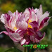 Пион разноцветный Crazy Daisy Пион разноцветный Crazy Daisy