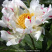 Пион разноцветный Crazy Daisy Пион разноцветный Crazy Daisy