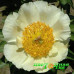Пион Cream Delight Premium Пион Cream Delight Premium